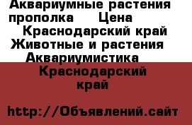 Аквариумные растения (прополка)  › Цена ­ 1 000 - Краснодарский край Животные и растения » Аквариумистика   . Краснодарский край